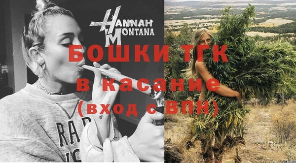 сатива Новозыбков
